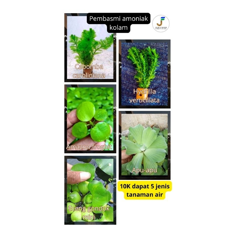 paket tanaman air hiasan kolam