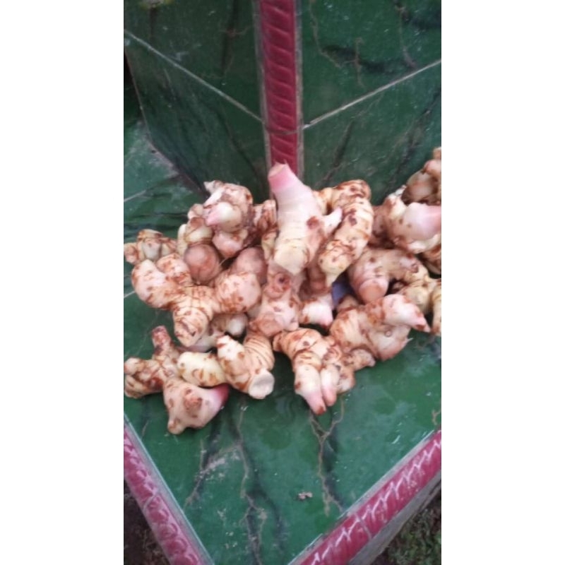 lengkuas /laos putih