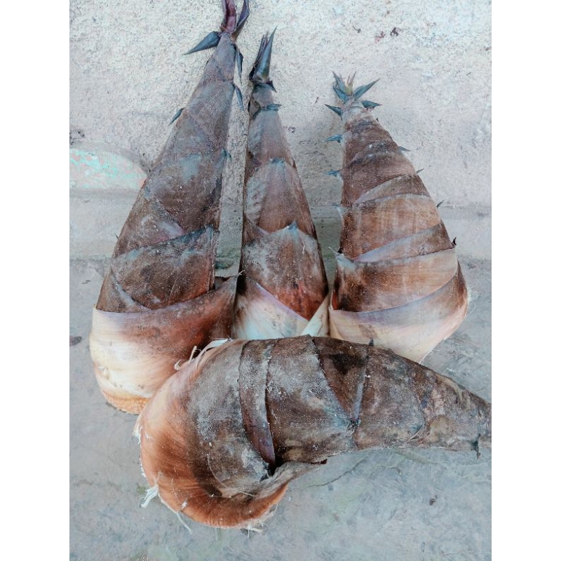 

REBUNG SAYUR MUDA MASIH FRESS