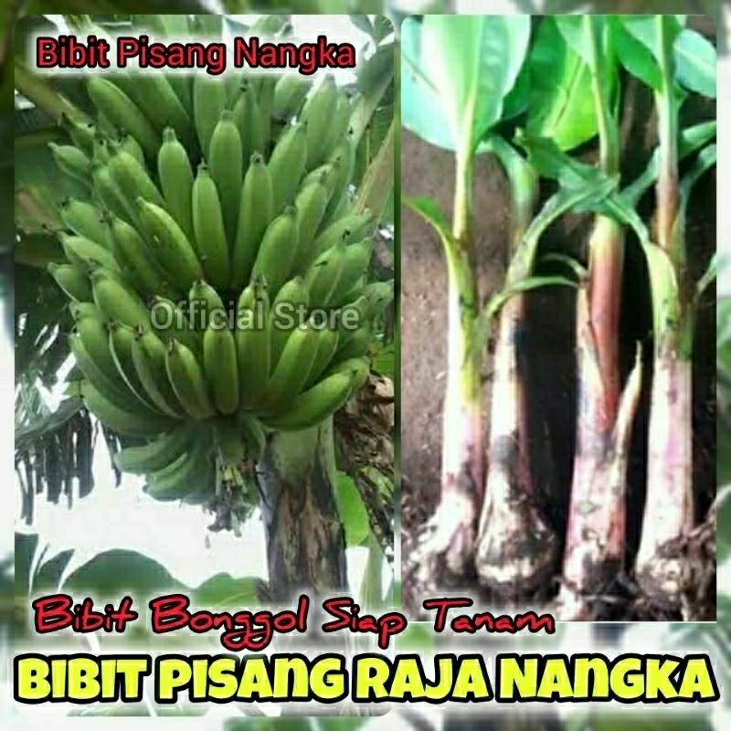 BIBIT PISANG / BIBIT BONGGOL PISANG RAJA / BIBIT PISANG RAJA NANGKA