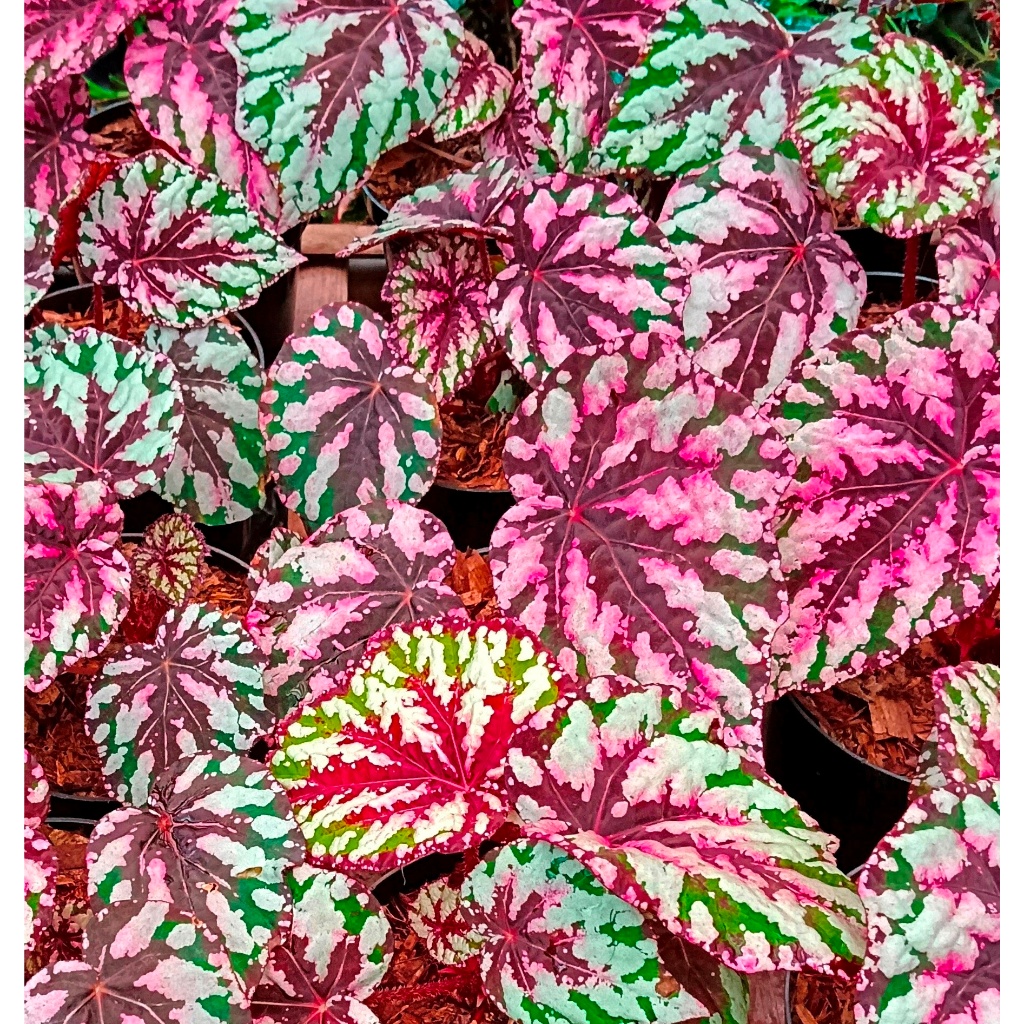 BEGONIA REX PELANGI