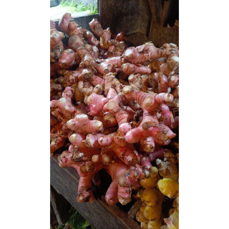 

Lengkuas merah 500gram