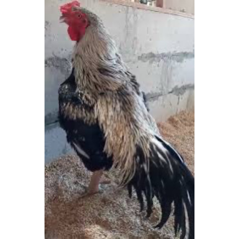 

TELUR FERTIL AYAM GORILA ORI UNTUK DI TETASKAN