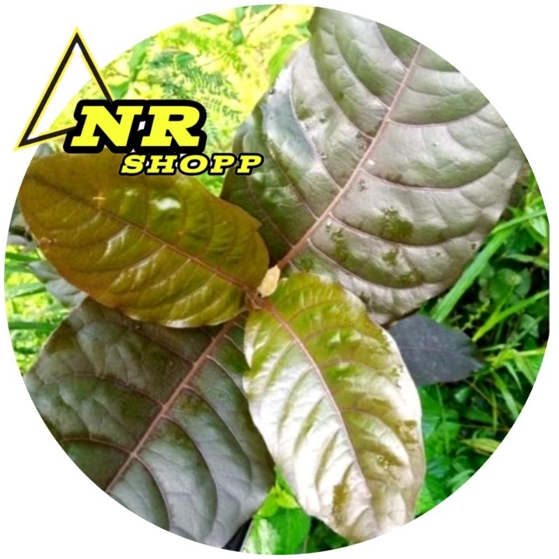 

Daun unggu daun handeulem 250gram segar kemasan hemat