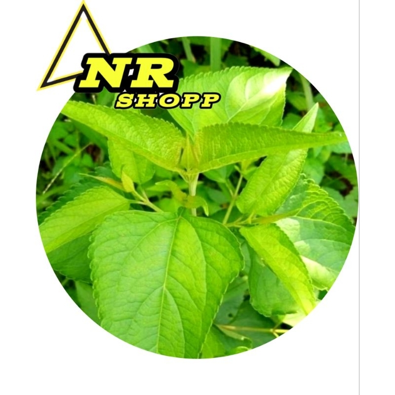 

Daun kopasanda/daun kirinyuh/500gram segar kemasan