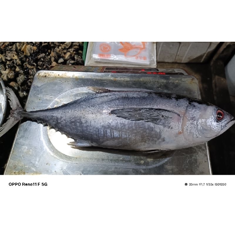 

ikan tongkol
