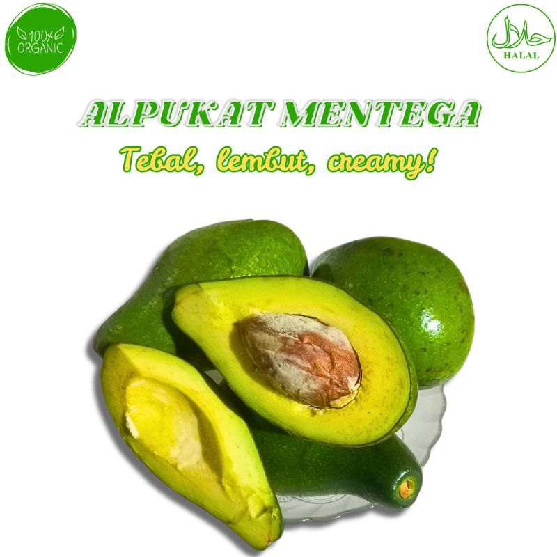 

Alpukat Mentega Boyolali Mini Isi 5 Buah Fresh Kulit Tipis Dikirim Mentah Full Tua Segar