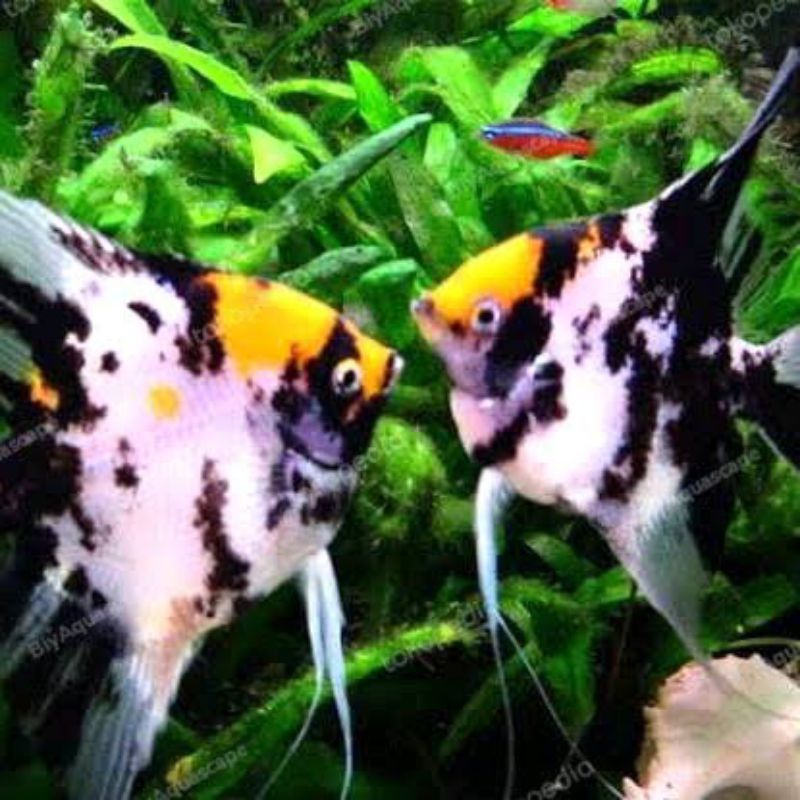 Dekorasi MANFISH RED KOI Hiasan Aquarium (KHUSUS INSTAN)