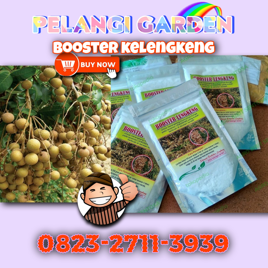 Booster Kelengkeng Matalada Berbuah, Booster Kelengkeng Merah Cangkok Berbuah, Booster Kelengkeng Ma
