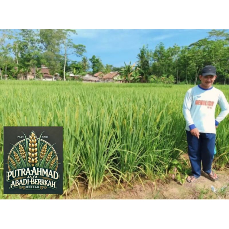 bibit padi umur 70 75 hari panen unggul 1KG