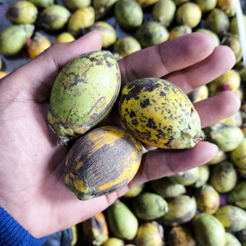 

Pinang Wangi Pinang Sendawa Dapat 3 Buah
