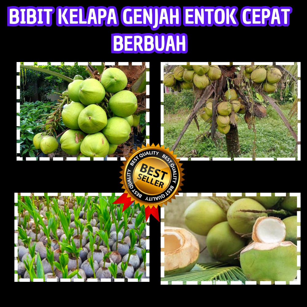 PALING LARIS  Bibit Kelapa Genjah Entok Hijau, Bibit Kelapa Genjah Entok Murah