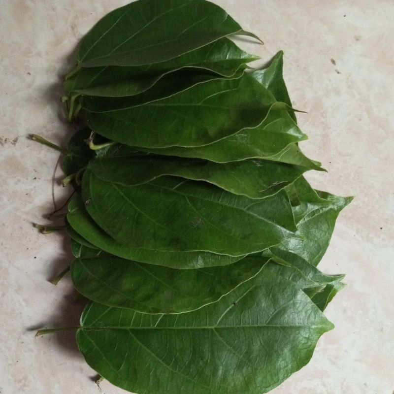 

Daun Cincau Hijau Fresh, Cincau Perdu.