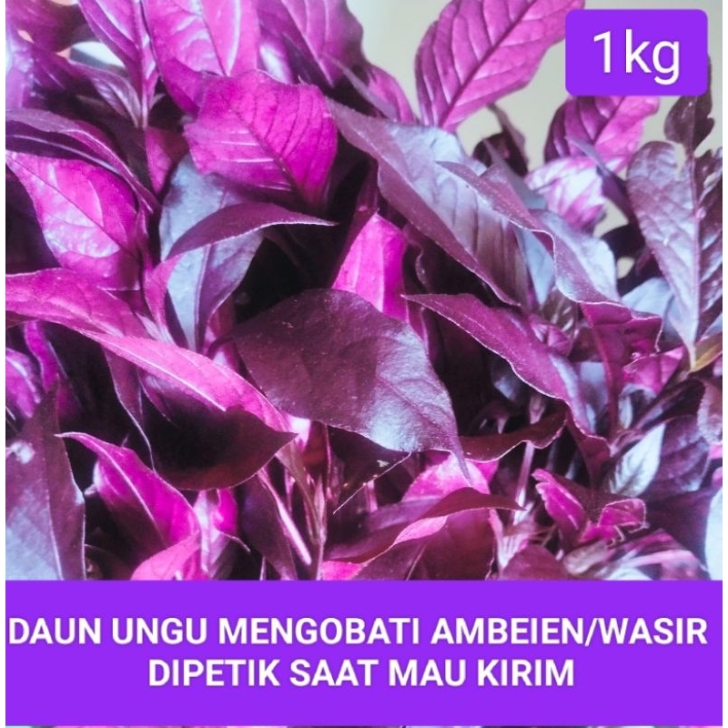 

DAUN UNGU OBAT AMBEIEN/WASIR 1KG