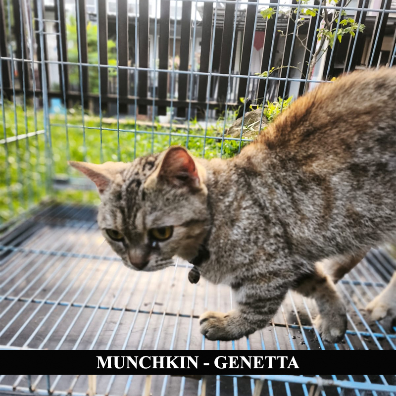 SOLD // Kucing Munchkin - Genetta (Betina)
