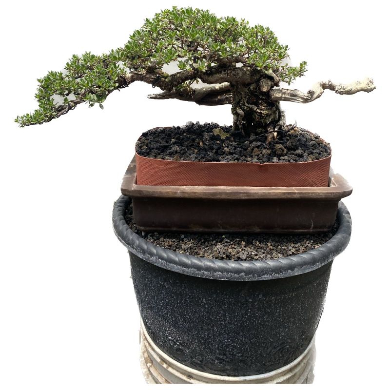 Bonsai Santigi Siap Kontes