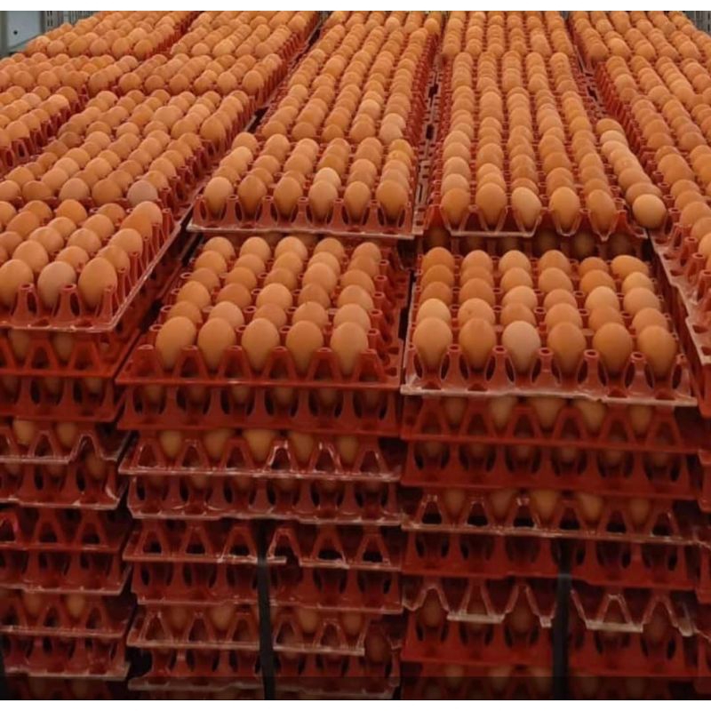 

Telur Omega3