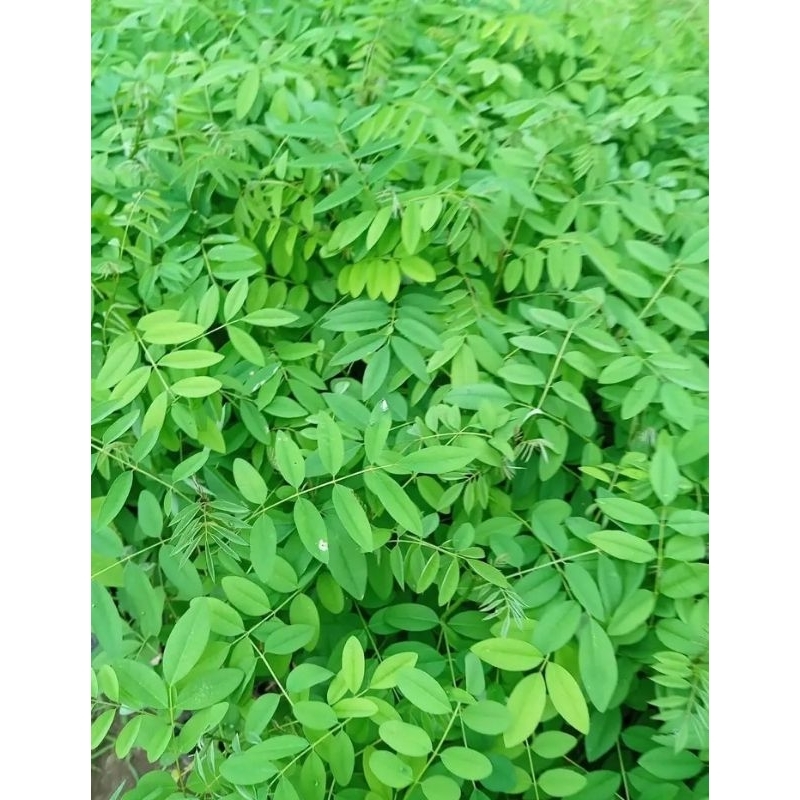 BIBIT INDIGOFERA SIAP TANAM