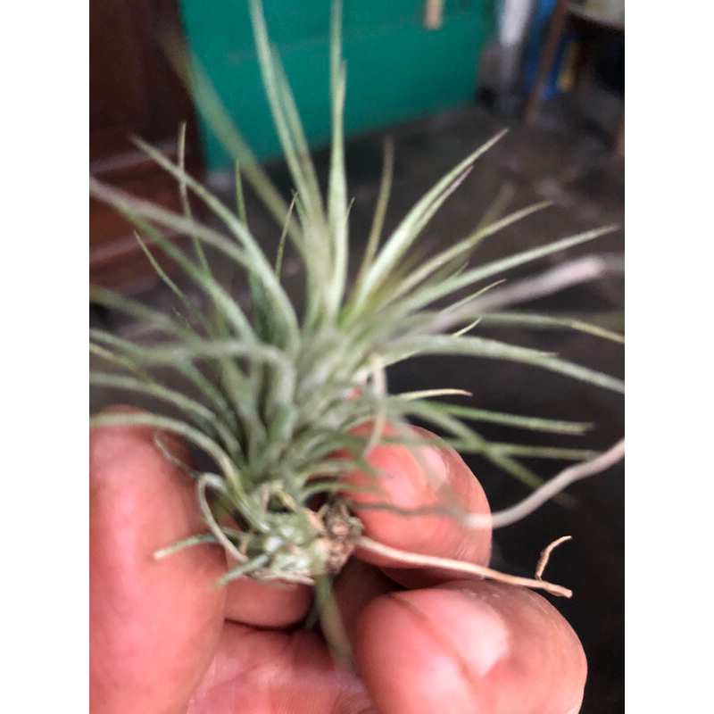 Tillandsia Funckiana