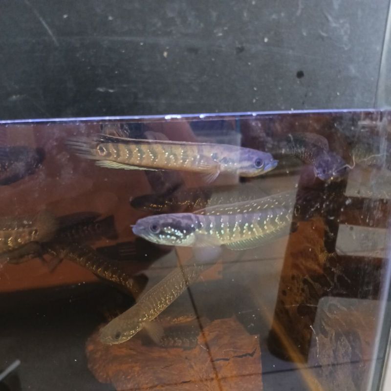 Asiatica WS Pure  12-13cm Gabus Hias Snakehead Full Pelet Channa