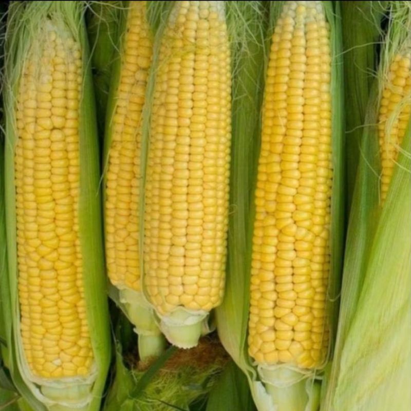 

jagung manis fresh 1 kg