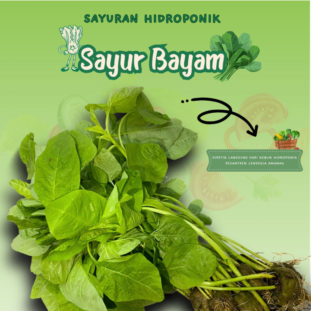 

Sayur Bayam Hijau/Sayuran Hidroponik Fresh/200gr/PCA/Pengiriman Instant
