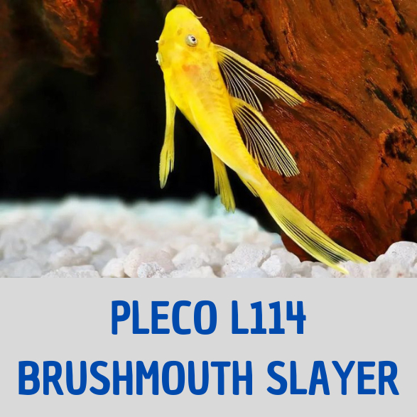 Ikan Brushmouth slayer murah / ikan Algaeater / ikan aquascape