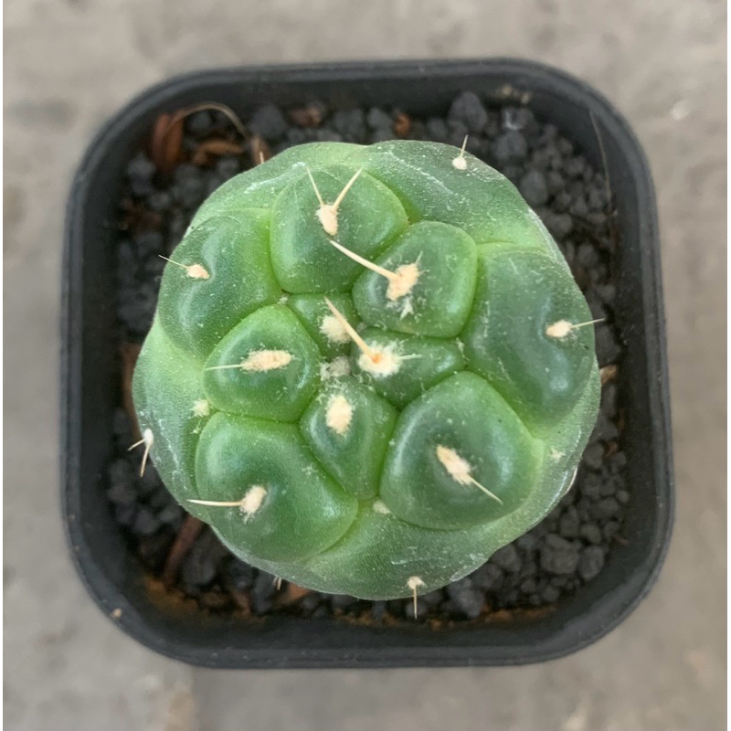 Coryphanta Elephantidrn Inermis