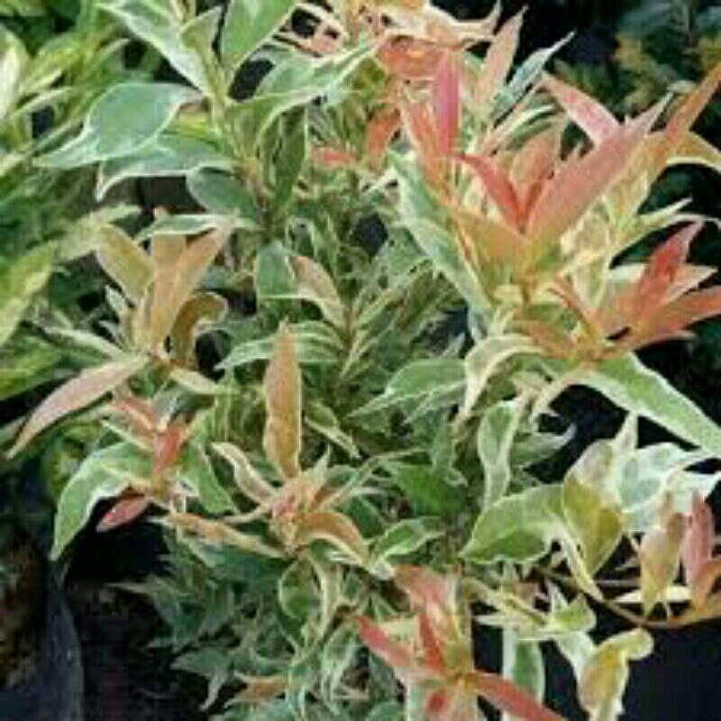 tanaman pucuk merah varigata - pucuk merah varigata