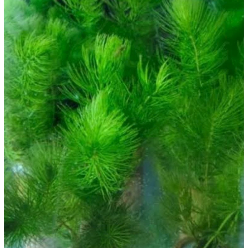 ganggang air,ekor tupai