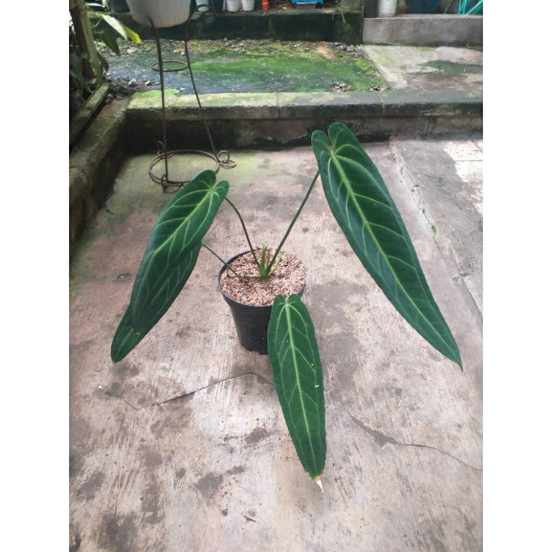 tanaman anthurium warocquaeanum, tanaman anthurium lidah gajah