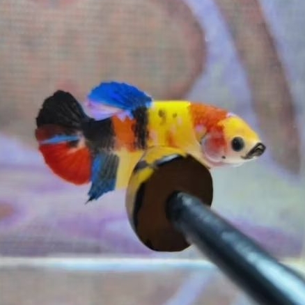 Rekber Yellow Base Multicolour