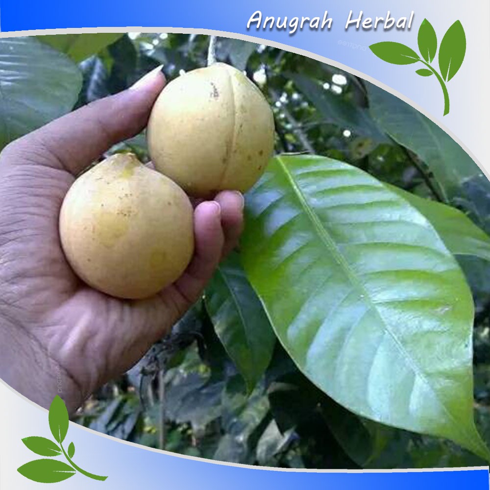 

Buah Pala Segar 1 kg Fresh Langsung Petik