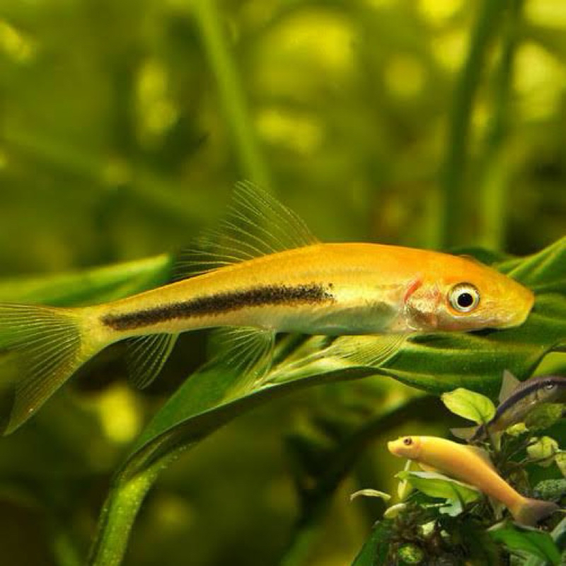 CAE IKAN PEMAKAN ALGA/LUMUT