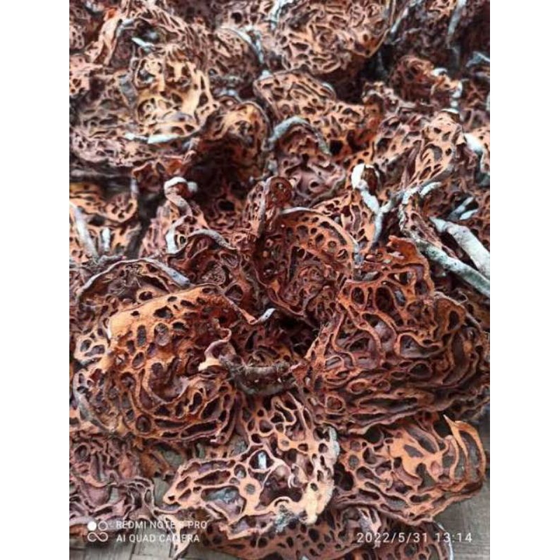 

Sarang Semut kering Papua asli