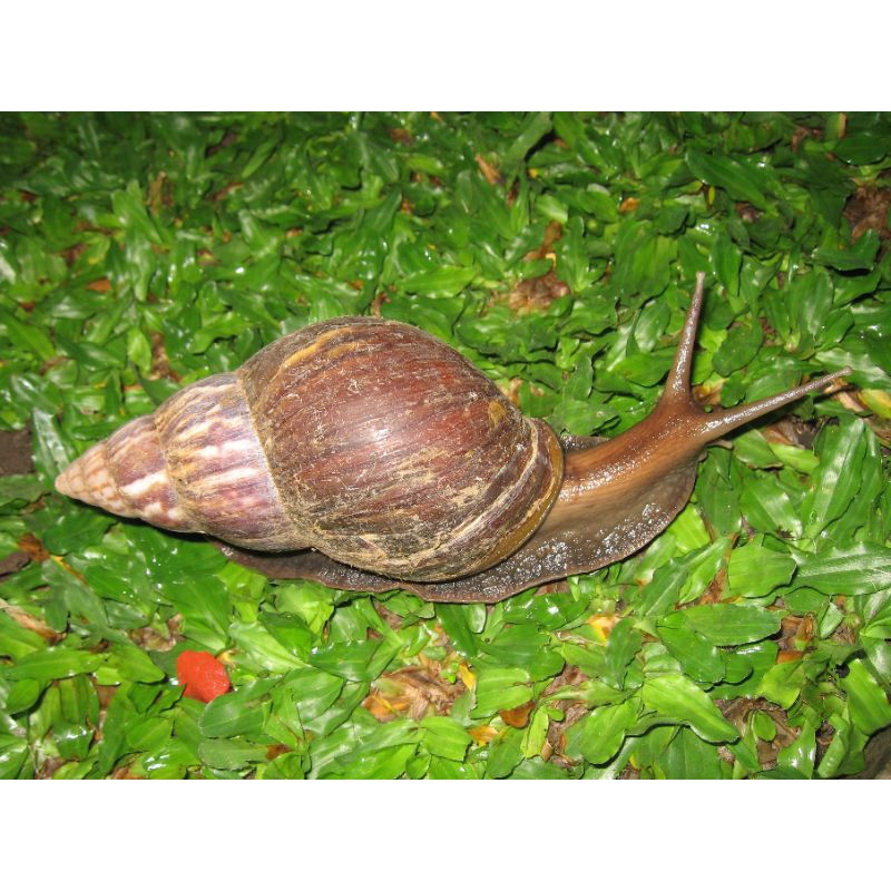 

Bekicot sawah(siput)