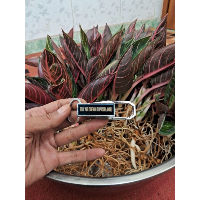 AGLONEMA PRIDE OF SUMATRA