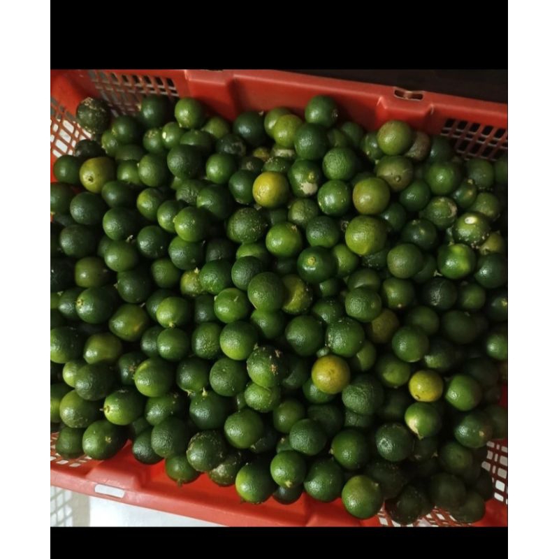 

Jeruk sonkit 10kg