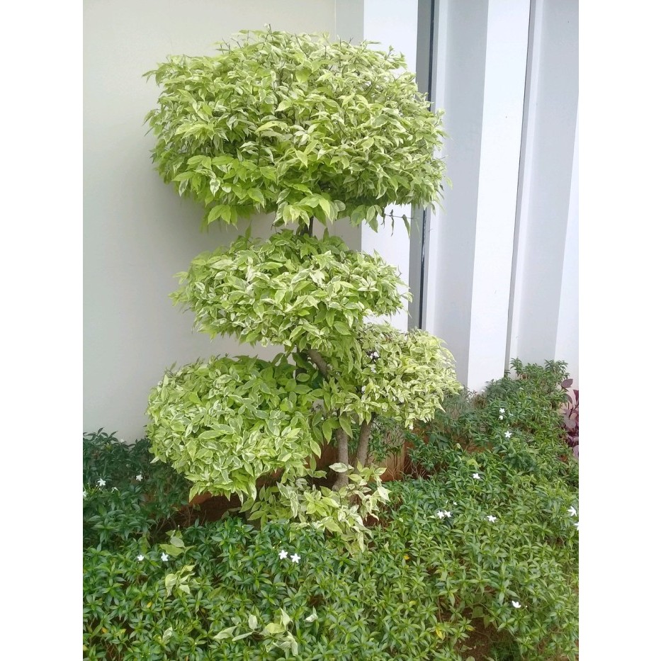 TANAMAN HIAS BONSAI ANTING PUTRI TINGGI 1,5 METER