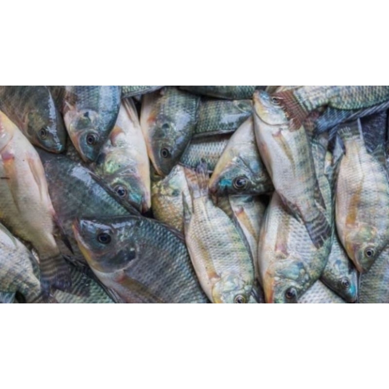 

Ikan Mujair 500gram