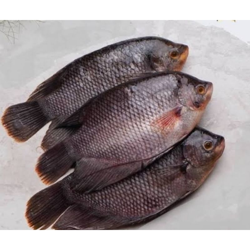 

Ikan Gurame 500gram-1kg