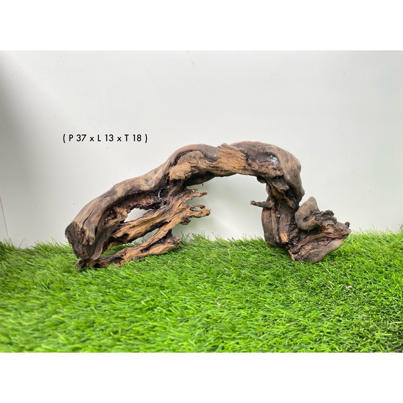 kayu santigi laut aquascape