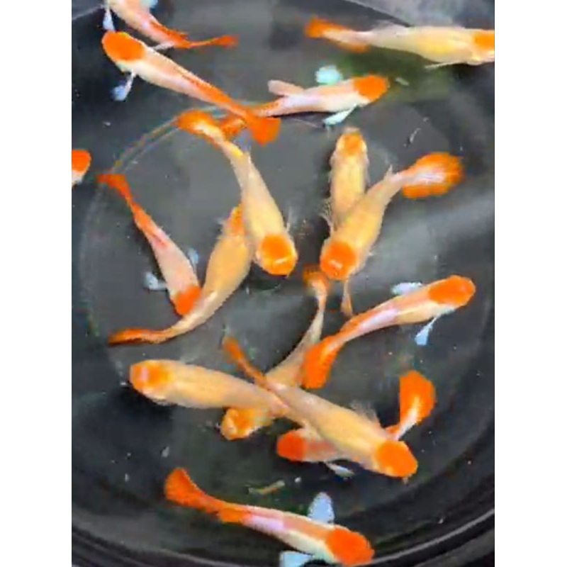 Stiker Guppy albino koi prtde