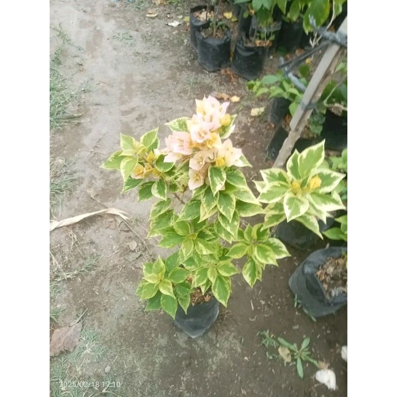tanaman hias bibit bougenville singapur daun ijo & varigata (ori)