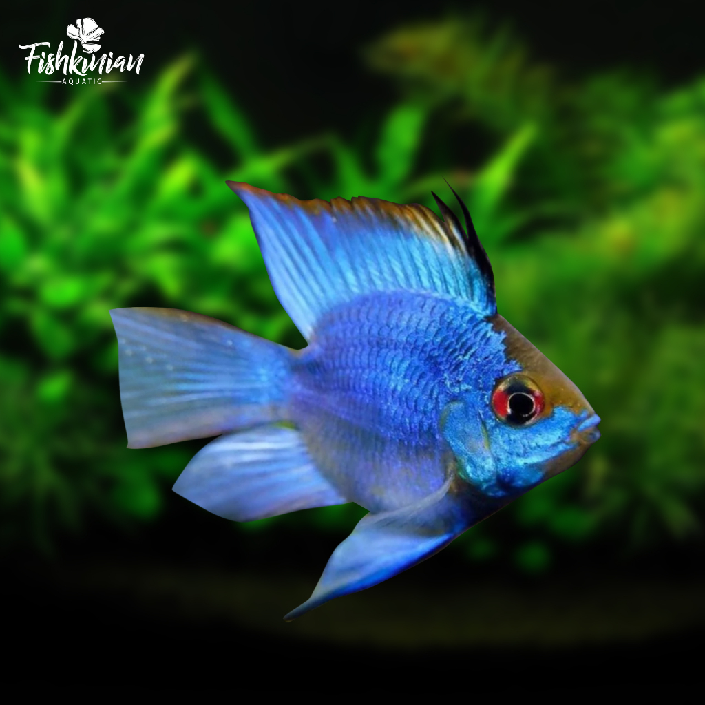 blue/elektrik/balon/ramirezi