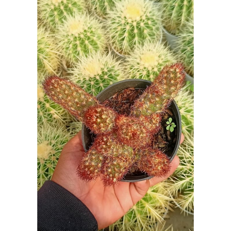 Mammilaria Elongata duri merah cluster