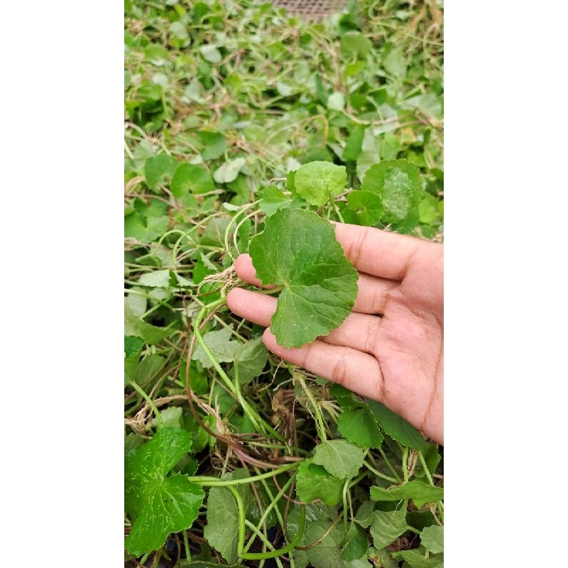 

Antanan Besar atau daun pegagan 500 gram dalam keadaan segar