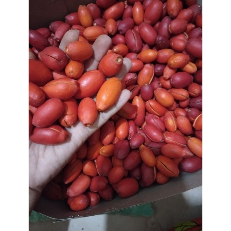 

Kulit Tangkil Biji Melinjo 1kg Kualitas Super Sortir Sebelum Kirim Dijamin Fres