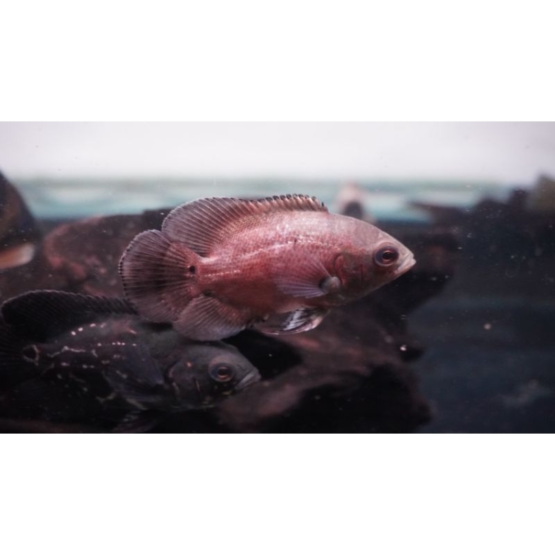 oscar tembaga 2 jarian