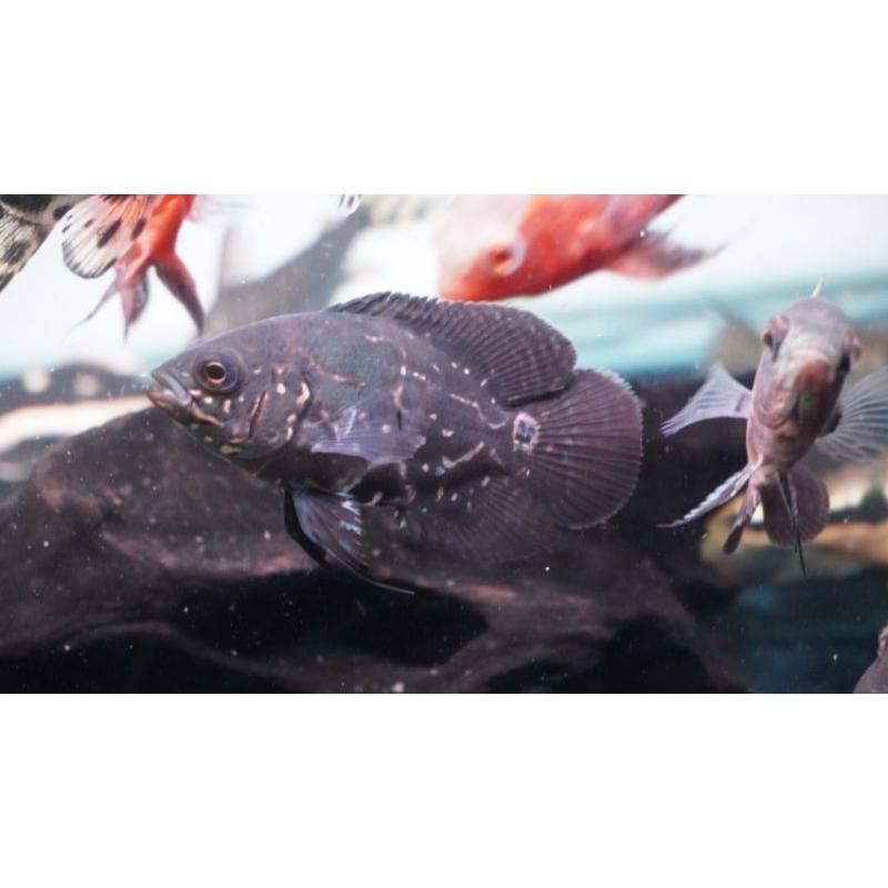 oscar black tiger 2 jarian